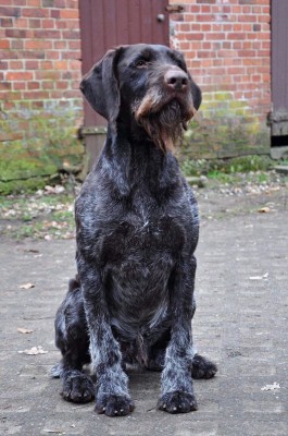 Дратхаар Sapo II v.d. Dachswiese